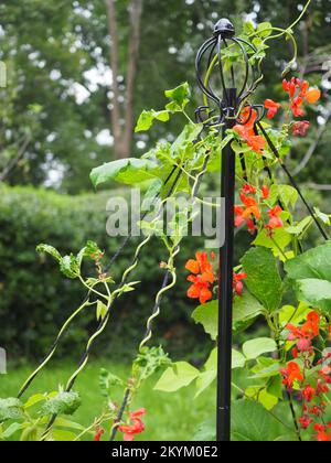 Runner bean 'Firestorm' flowers and vine on a wigwam (Phaseolus coccineus) Stock Photo