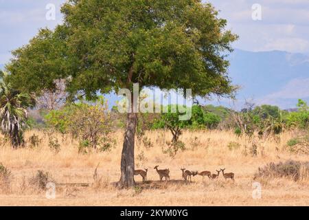 Impala hide from the sun in the shade of a tree,  in the dry grassy plain in the midday heat of  Mikumi National park in dry season Stock Photo