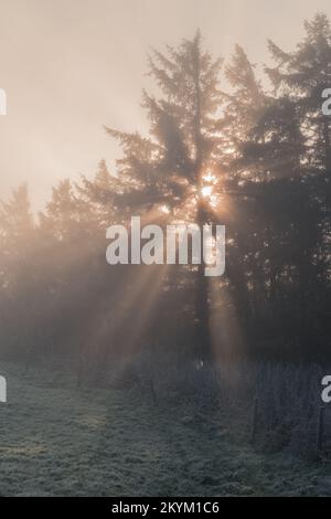 Light shining through trees in mist Stock Photo