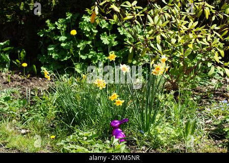 Purple decorative rabbit in the garden Stock Photo