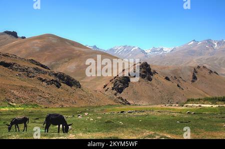 Mountain scenery between Kabul and Bamyan (Bamiyan) in Afghanistan. Donkeys graze in a grass field. Stock Photo