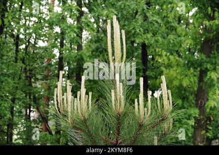 Coniferous tree branch with young shoots of green needles Stock Photo