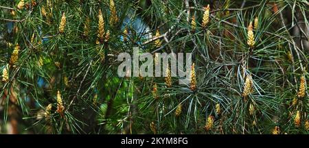 Cones grow in clusters on a conifer with long needles Stock Photo
