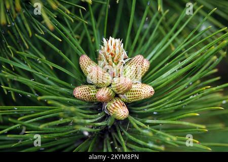 The beginning of the growth of green cones and branches in the spring on conifers Stock Photo