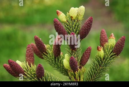 The beginning of the growth of green cones and branches in the spring on conifers Stock Photo