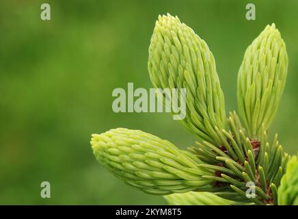 The beginning of the growth of green cones and branches in the spring on conifers Stock Photo