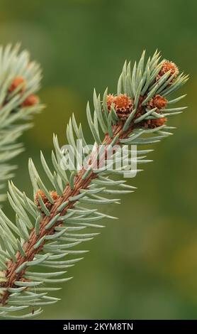 The beginning of the growth of green cones and branches in the spring on conifers Stock Photo