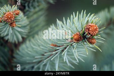 The beginning of the growth of green cones and branches in the spring on conifers Stock Photo