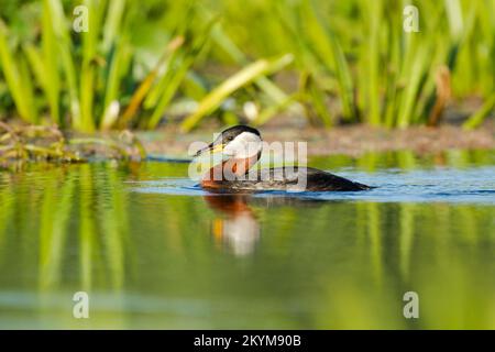 Red-necked grebe, Podiceps grisegena, in summer breeding plumage swimming in calm water with reeds behind Stock Photo