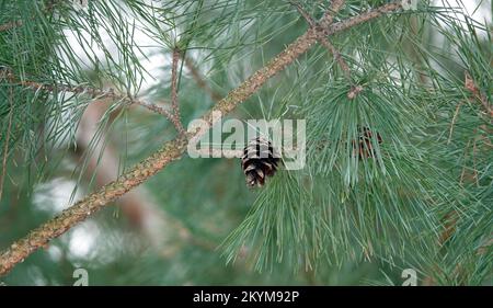 Old cones of coniferous tree hang on branches Stock Photo