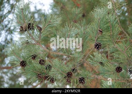Old cones of coniferous tree hang on branches Stock Photo