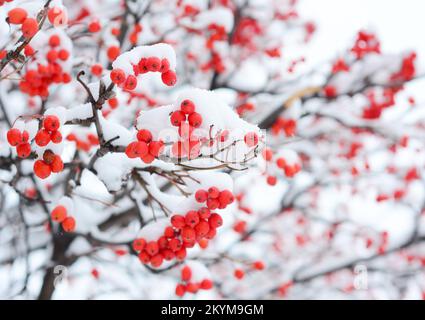 Rowan berries covered snow. Sorbus aucuparia, commonly called red rowan coverd snow close up. Close up on rowan snow image. Stock Photo