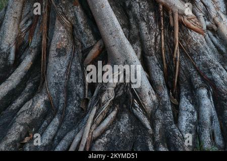 buttress root of big tree background Stock Photo