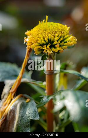 faded chrysanthemum core without petals at vertical composition Stock Photo