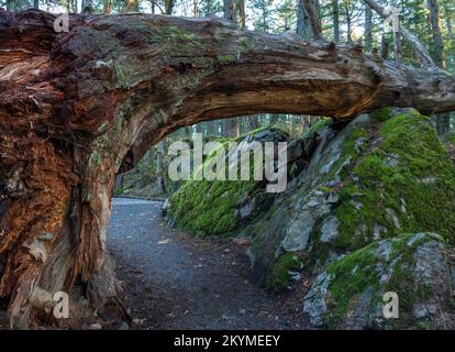 A fallen tree forms an arch over the Elsie King Trail in Francis/King Regional Park near Victoria, British Columbia, Canada. Stock Photo