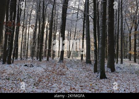 View of dark tree trunks in a wintry forest Stock Photo