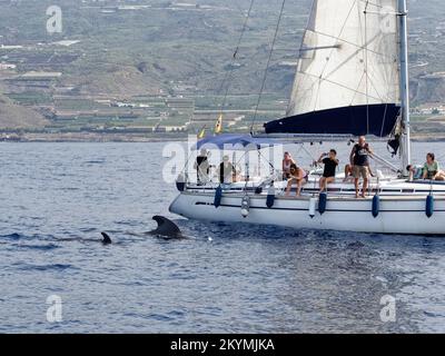 Short-finned pilot whale (Globicephala macrorhynchus) mother and calf surfacing near tourists on a Whale watching trip,Tenerife, Canary Islands, Oct. Stock Photo