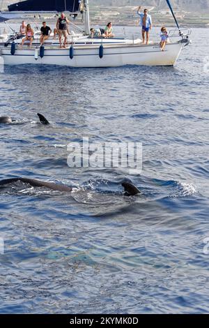 Short-finned pilot whale (Globicephala macrorhynchus) pod surfacing near tourists on a Whale watching trip,Tenerife, Canary Islands, Spain, October.