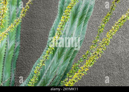 selective focus ribbed cactus and ocotillo in front of a stucco wall Stock Photo