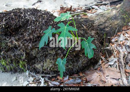 A small green plant grows on a fallen palm tree lying on the sandy beach in Costa Rica. Stock Photo