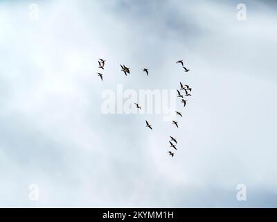 A flock of Barnacle Goose, Branta leucopsis flying over Ambleside, Lake District, UK. Stock Photo