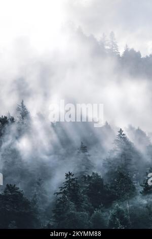 a dark forest in the mountains covered in a lot of fog and rays od sun are coming through Stock Photo