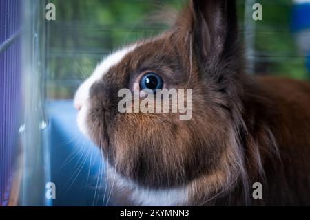 A wild orange Rabbit or bunny with big ears in a fresh green forest or cage. Spring baby rabbit or Easter rabbit Stock Photo