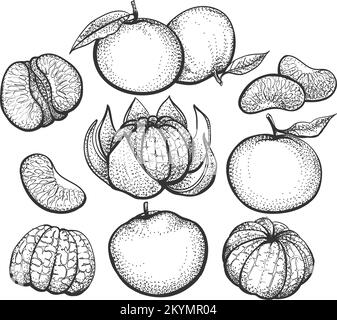 Hand drawn clementines Stock Vector