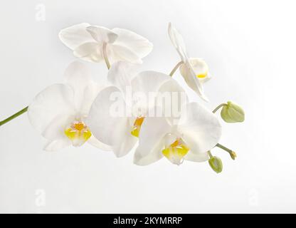 Flowers of a beautiful white orchid on a white background, isolated. A branch of a white orchid with blooming flowers and green buds. Phalaenopsis Stock Photo