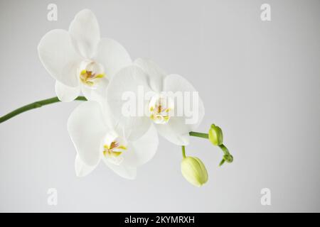 Flowers of a beautiful white orchid on a white background, isolated. A branch of a white orchid with blooming flowers and green buds. Phalaenopsis Stock Photo
