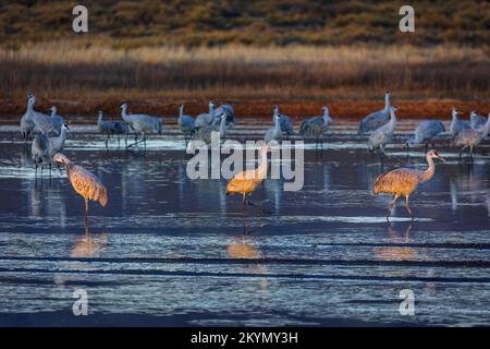 Cranes Standing in Water at Sunrise Stock Photo