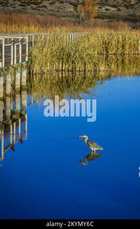 Crane standing in Water eating a fish with good water reflection Stock Photo