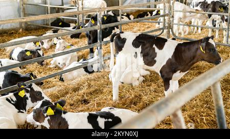 Keeping calves in a barn. Calves rearing on a livestock farm. A Holstein calf stands in a cowshed on a hay. Calves nursery on a diary farm. Stock Photo