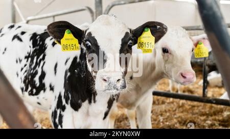 Newborn calf in a stall close-up on a dairy farm. Calf rearing on a livestock farm. Use of plastic ear tags for marking calves. Feeding newborn calves Stock Photo
