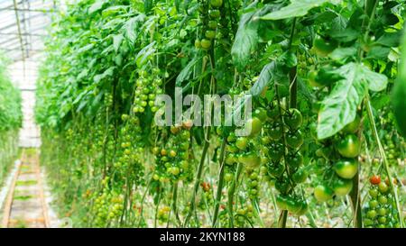 Cherry tomatoes hang in clusters on branches in agricultural greenhouses. Growing cherry tomatoes in heated greenhouses. Cultivation and selection of Stock Photo