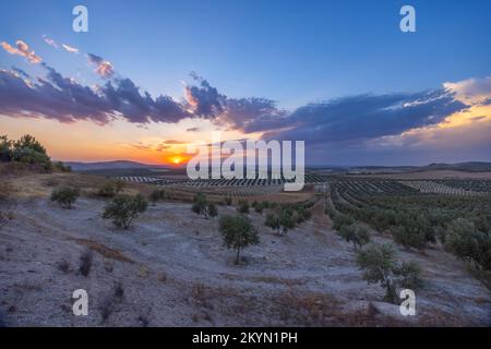 typical Andalusian landscape during sunset, Spain Stock Photo