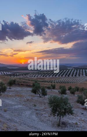 typical Andalusian landscape during sunset, Spain Stock Photo