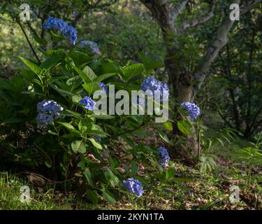 Garden landscape view of hydrangea macrophylla bush with bright blue clusters of flowers blooming among trees in morning light Stock Photo