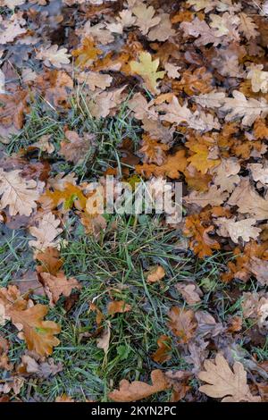 Fallen Oak tree leaves in a puddle of rain water, Worcestershire, England. Stock Photo