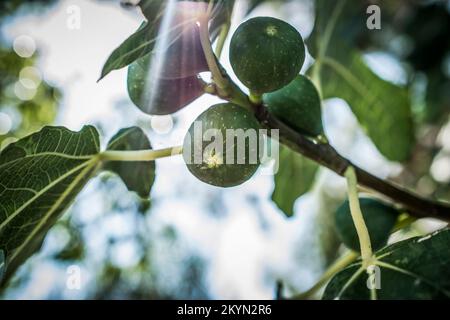 Green figs ripen on a tree branch among the leaves Stock Photo