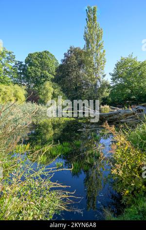 Weiher, Alter Botanischer Garten, Marburg, Hessen, Deutschland Stock