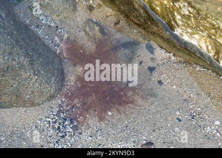 Starfish underwater lying in sand in front of sea tank. Marine animal on the coast of Denmark. Animal shot from the sea Stock Photo