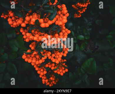 Rowan berries on a dark background of cast bush Stock Photo