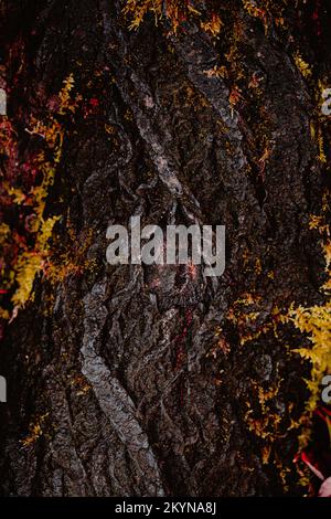 dark moody tree mystical bark background texture with moss Stock Photo
