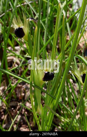 Iris tuberosa flower close up Stock Photo