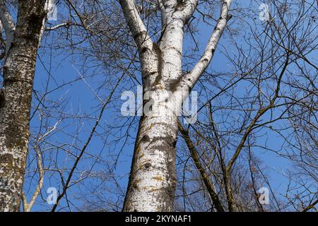 Populus alba tree in winter season Stock Photo