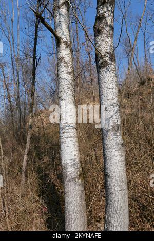 Populus alba tree in winter season Stock Photo
