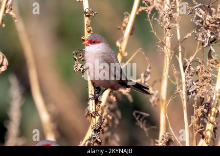 Common Waxbill also known as St Helena waxbill, flocking at the dry riverbed at the Rio Jate, Laheradurra, Andalucia, Spain. 27th November 2022 Stock Photo