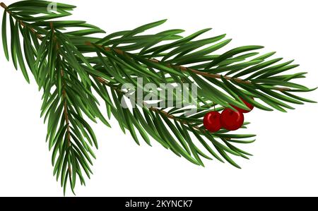 Christmas fir tree branch. Christmas tree branch with holly berries on a white background. Festive design for the winter holidays, events, discounts, Stock Vector
