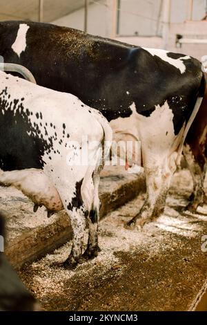 Cows standing at cattle farm Stock Photo